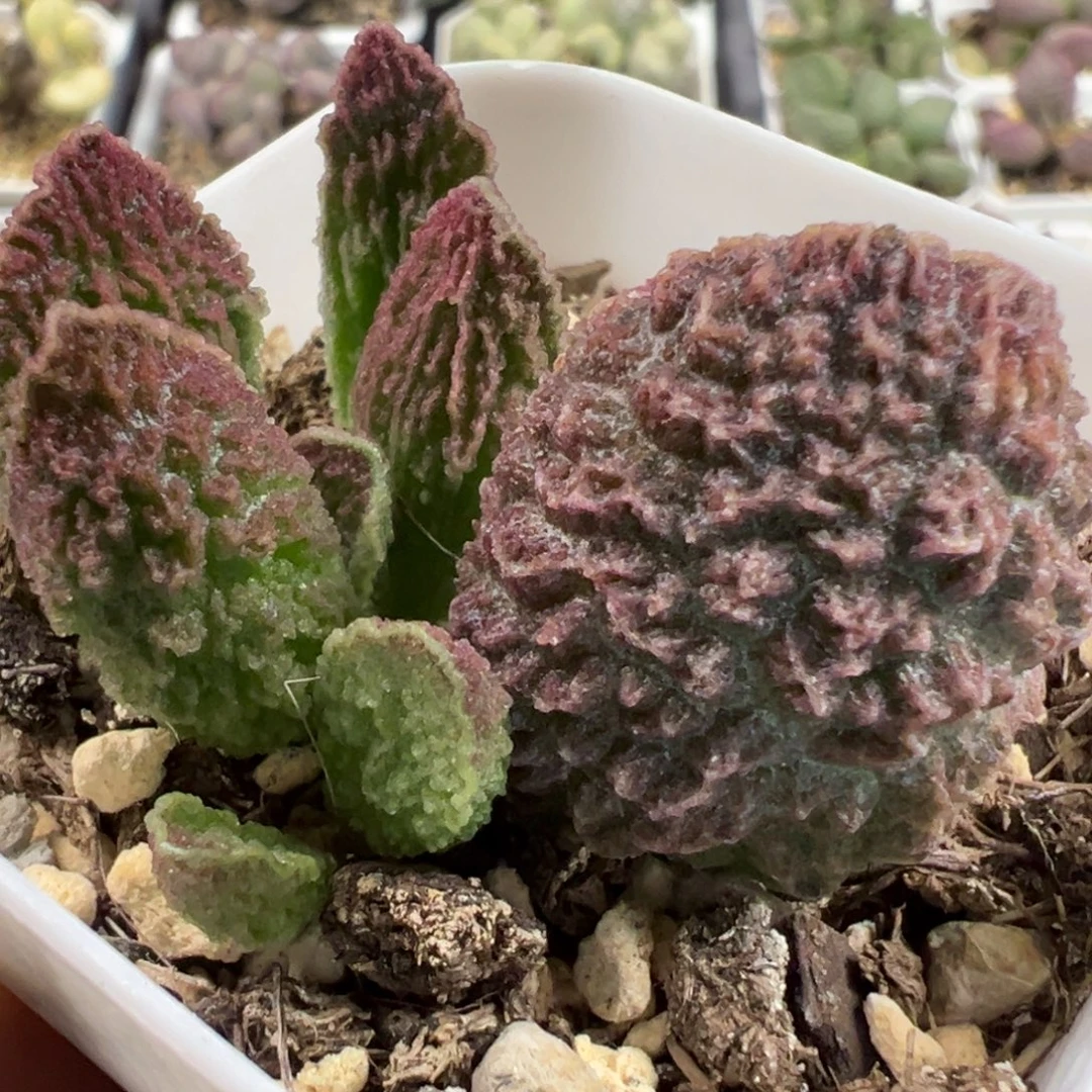 实生新品大苗多肉植物水泡多肉植物
