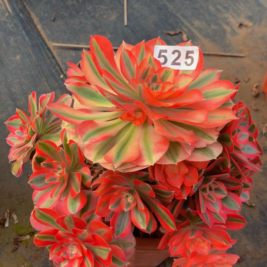 【闪购商品】525女巫多肉有断枝