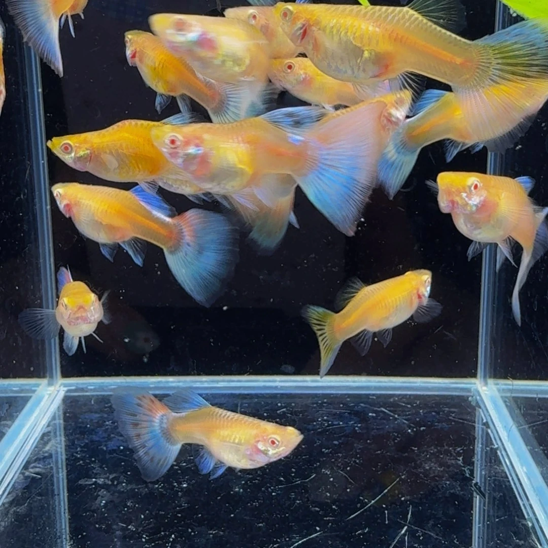 孔雀鱼天空蓝孔雀全母发货4条