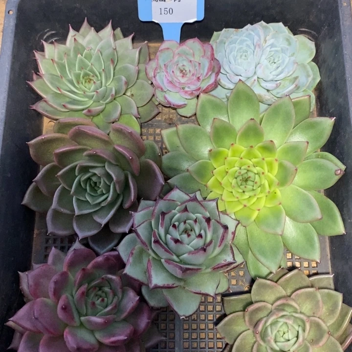 D150- 直播福利 框拍