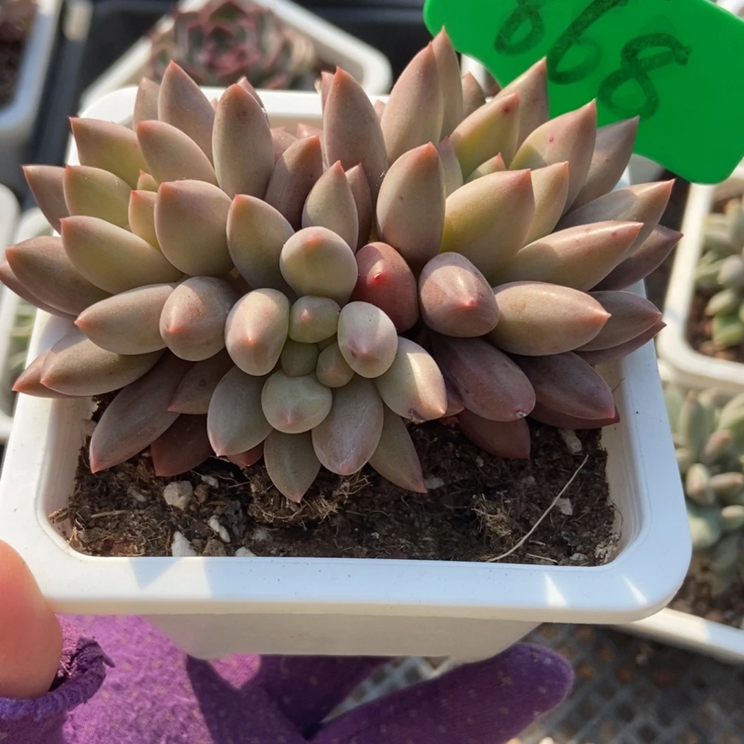 868水晶球多肉植物