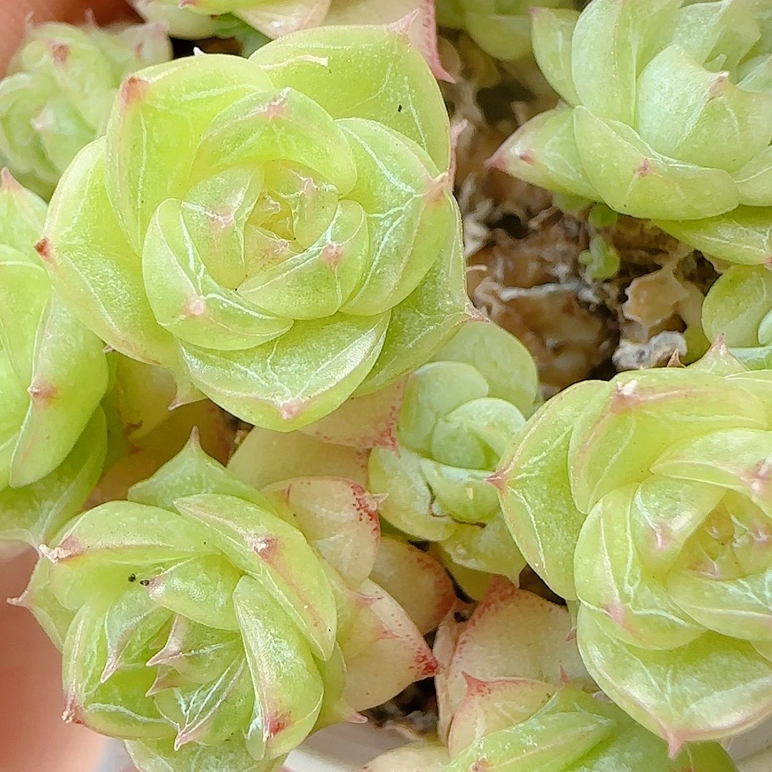 【闪购商品】0928-22钻石纹透麦杆