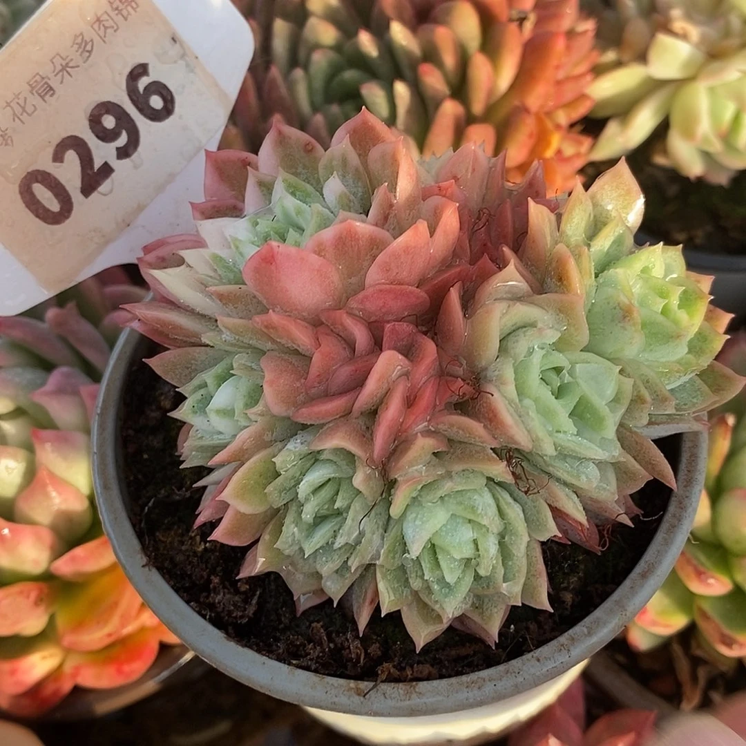 296哈哈哈哈哈哈哈哈哈