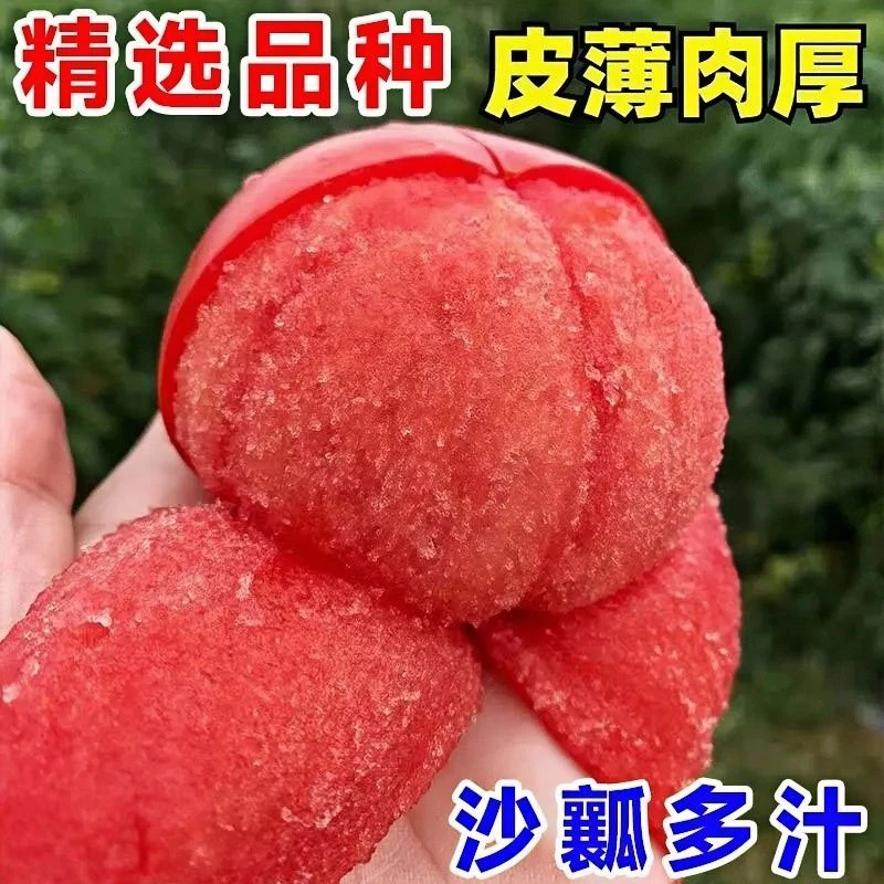 5包春季毛粉番茄种子西红柿种孑苗秧番茄籽盆栽四季蔬菜番茄苗菜