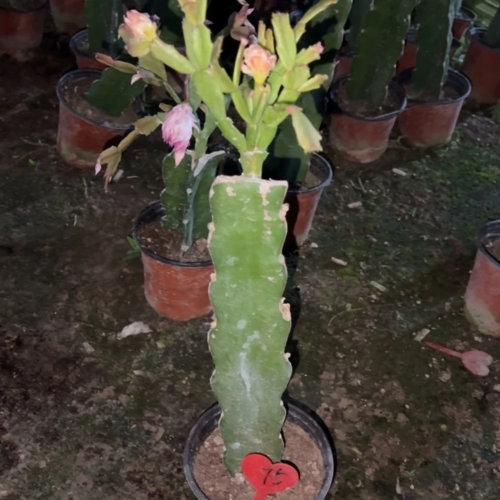 沉***梦当前无花栽培后可以开花045  75