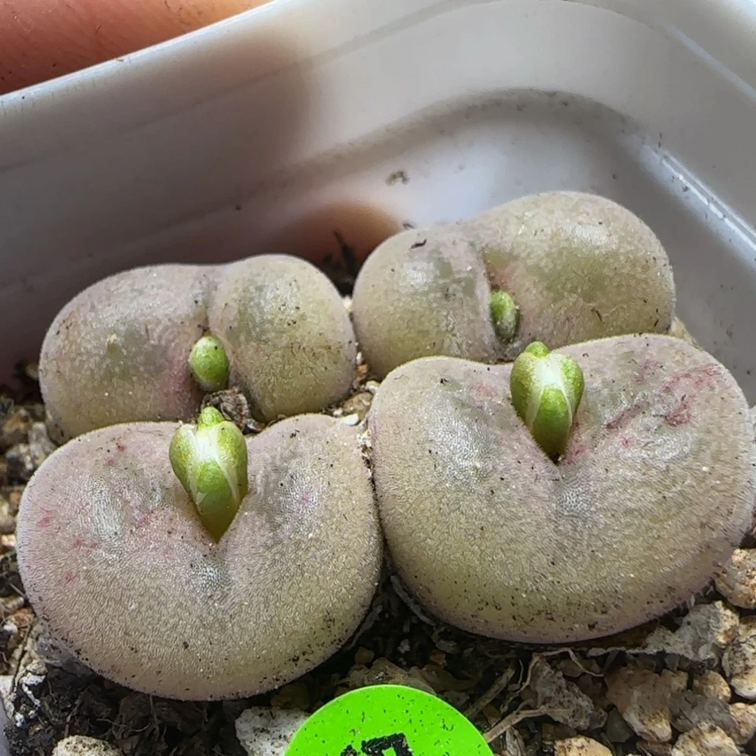 园艺空卡佛多肉植物586