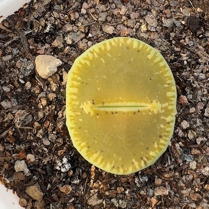 生石花1111。    90