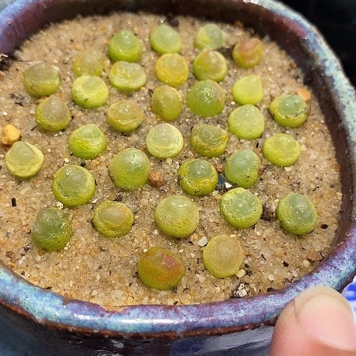 1501小拉登一颗   元旦快乐