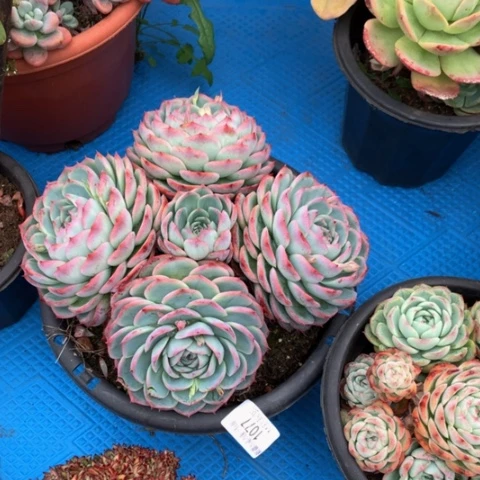 明***好1077侧影多肉