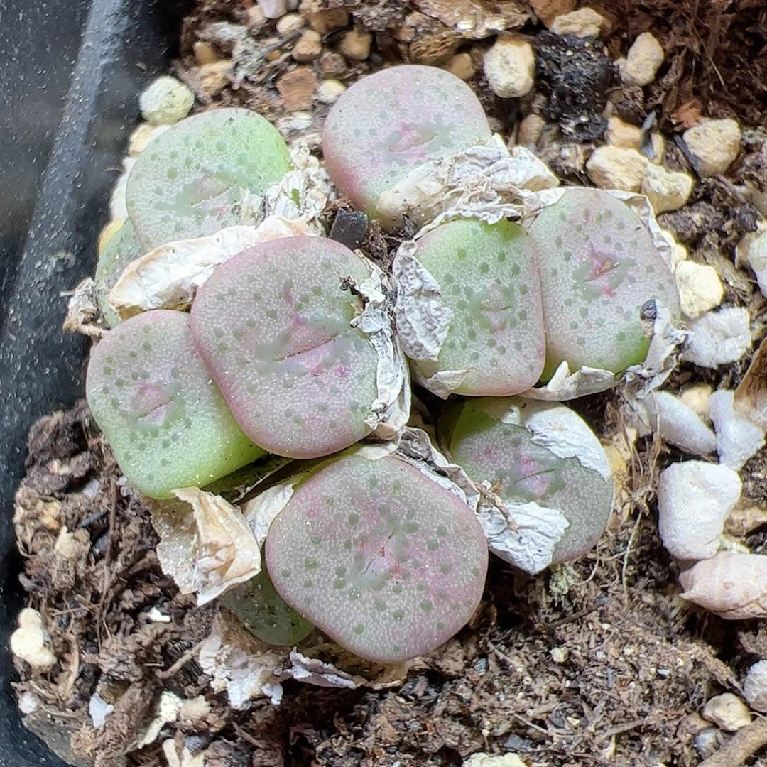 【闪购商品】37 红花方碗