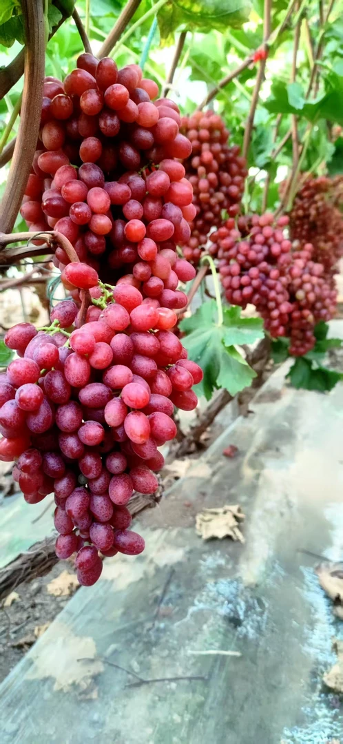 【寿提】克瑞森葡萄3斤送1斤无激素膨大无污染放心安全健鲜采摘葡萄