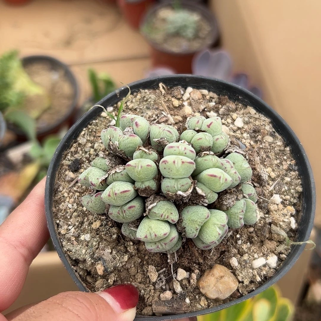 多肉植物多肉植物