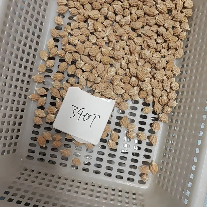 文玩核桃吊坠静**音文玩核桃