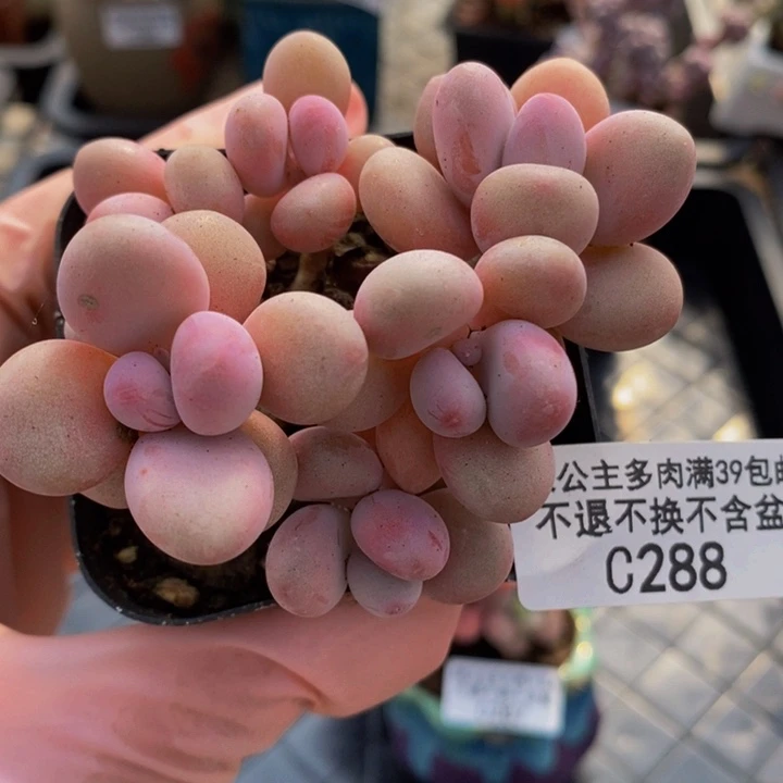 糖果桃蛋有砍288多肉植物