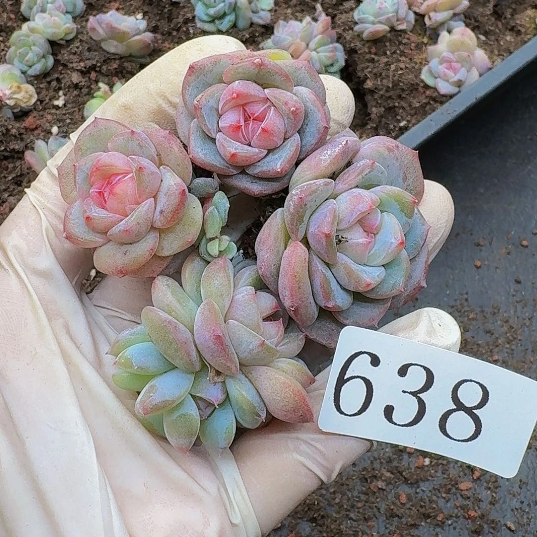多肉植物多肉植物638