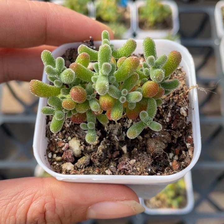 翡翠枝干番杏一颗20包邮新疆西藏不发