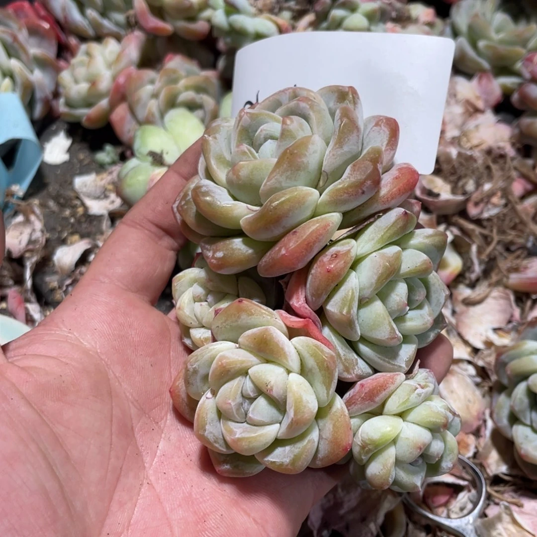 东专拍冰玉老桩群生