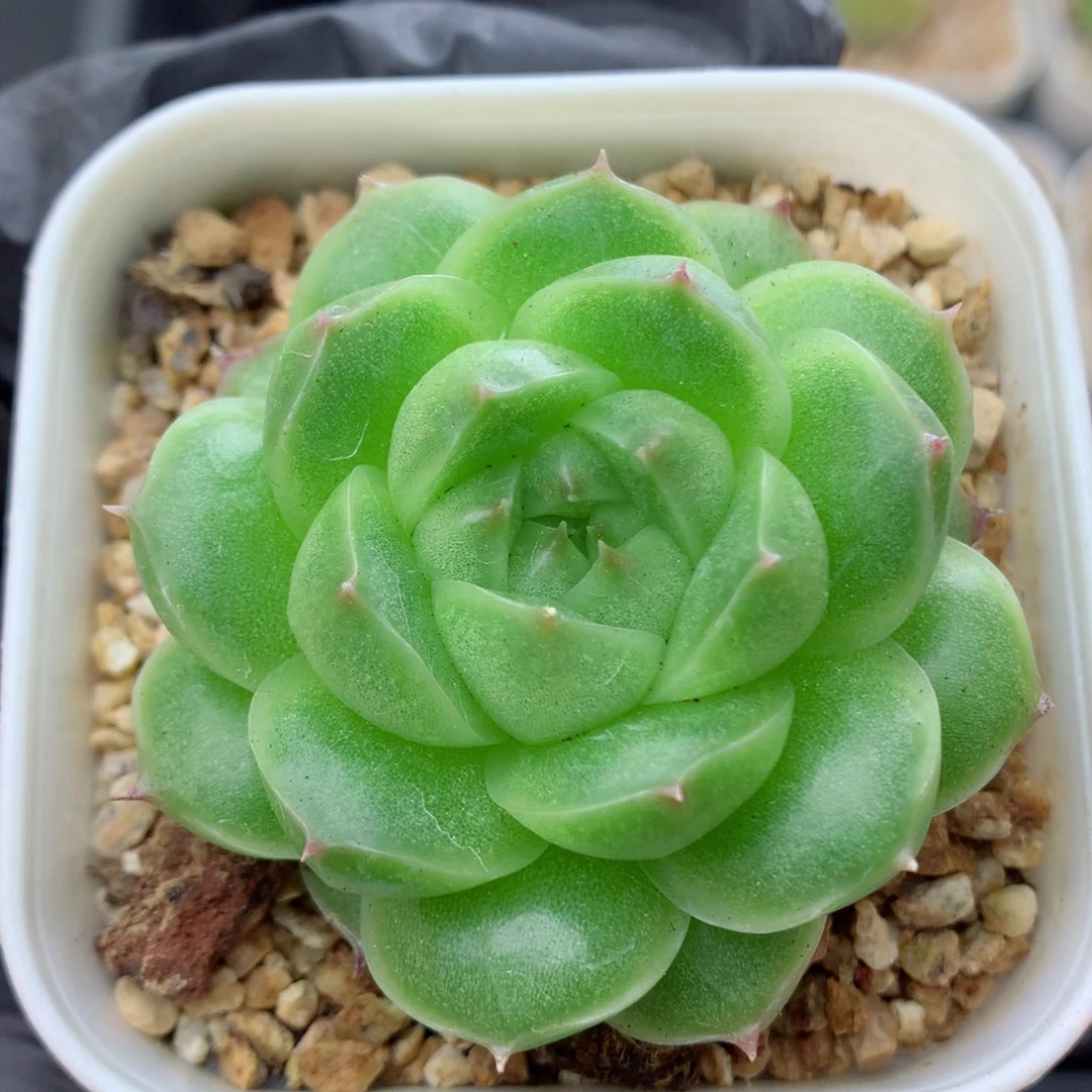 58包邮  群生不包整麦秆16