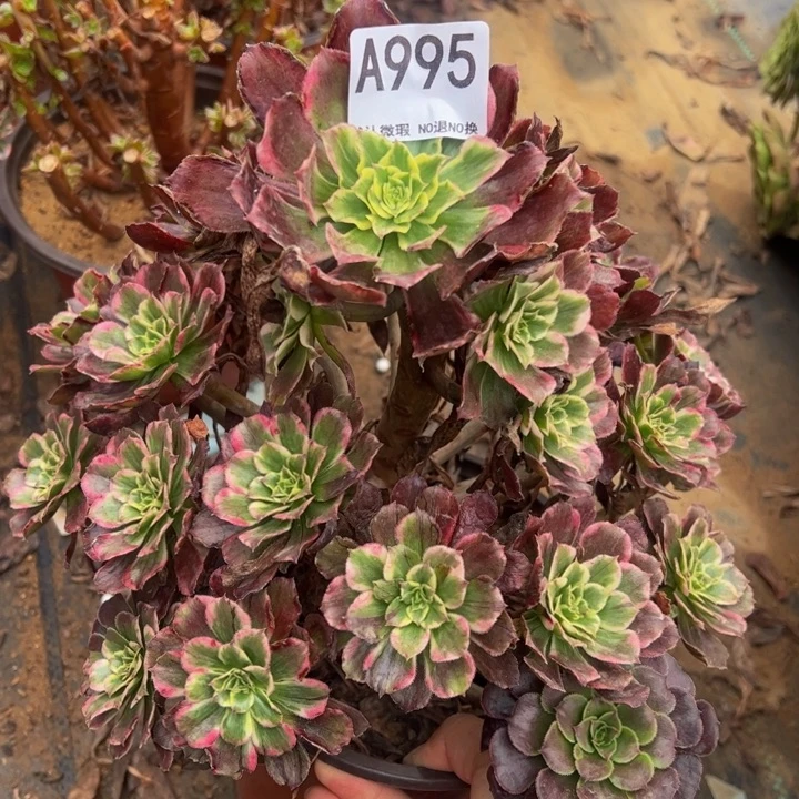 紫艳微瑕多肉植物995.