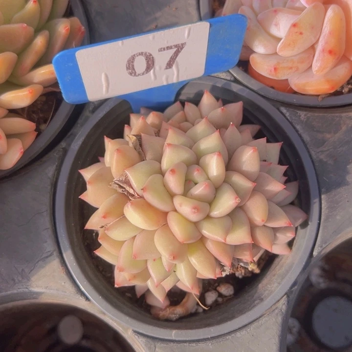 健健康康平平安安