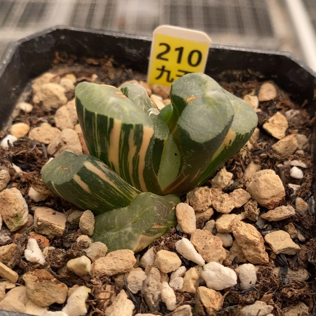 210号碧峰玉扇锦多肉