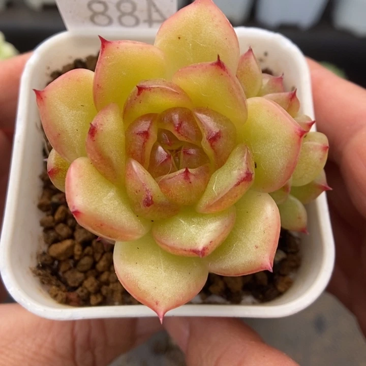 一物一拍一物一拍1118-488