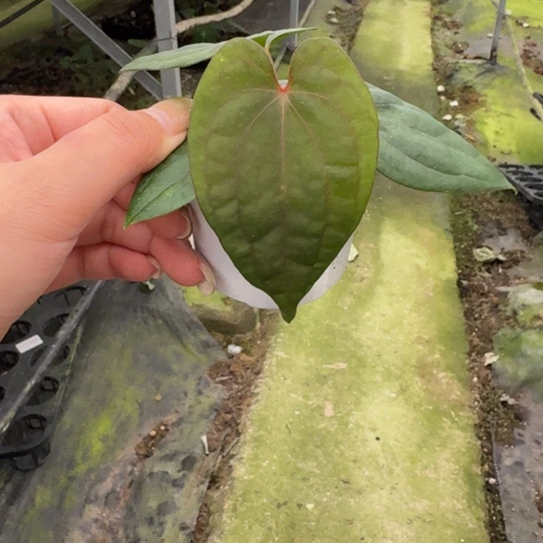 无花朵南美戴斯杂黑凤凰