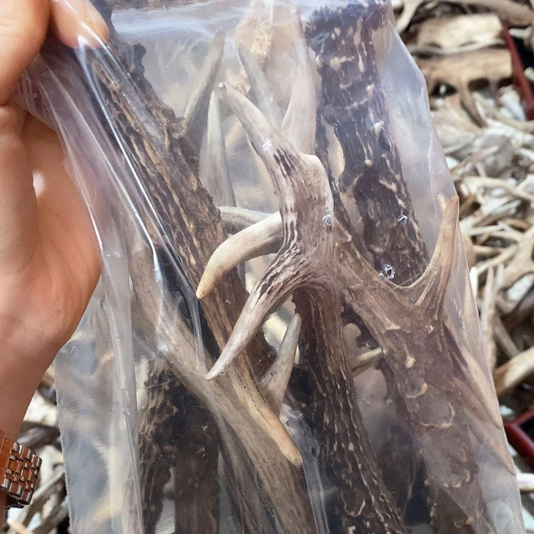 鹿鹿子鹿角鹿鹿角