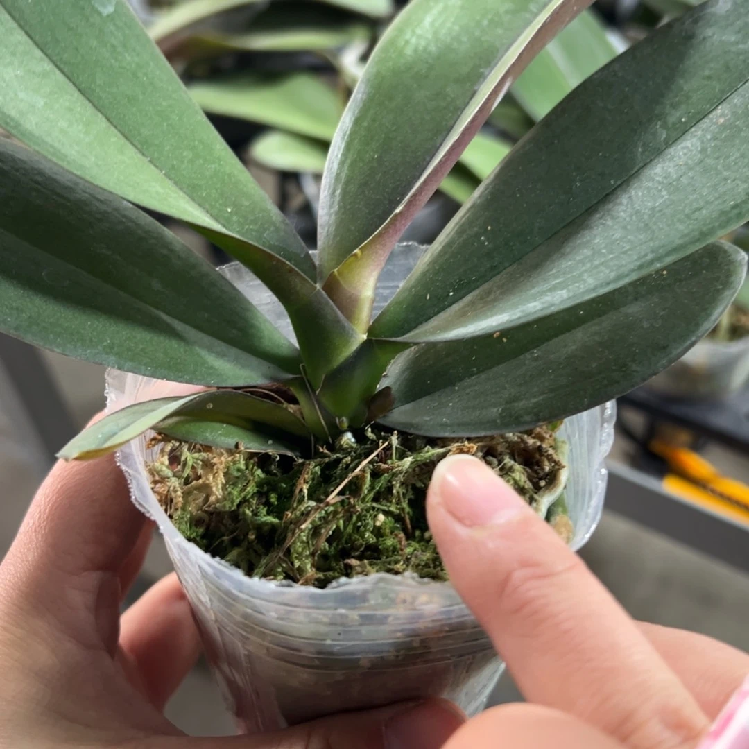 当前无花栽培后可以开花黑美人带剑