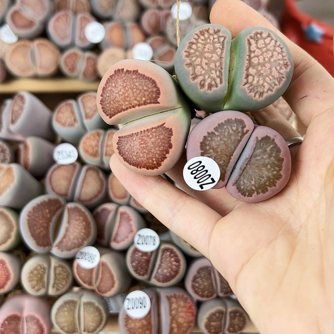 l****i编号Z0080红窗菊瑕疵福利活动三颗！！！！