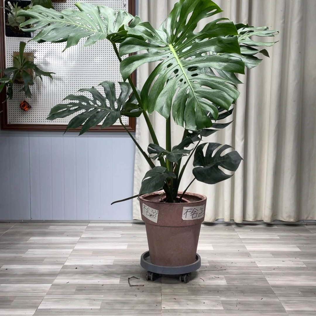 龟背竹的声音在他耳