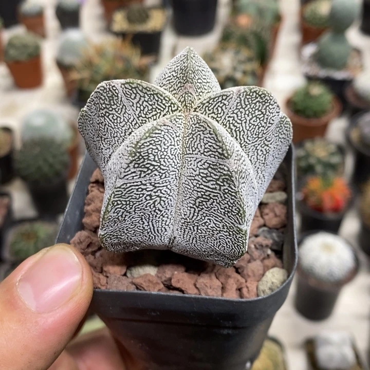 实生恩塚特价福利