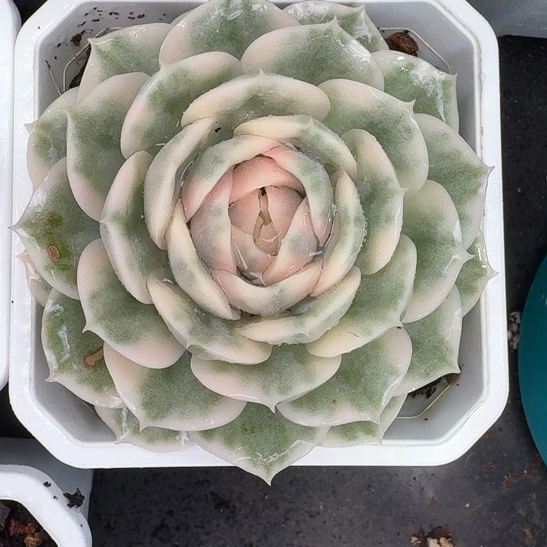 从前慢多肉编号昂斯诺锦