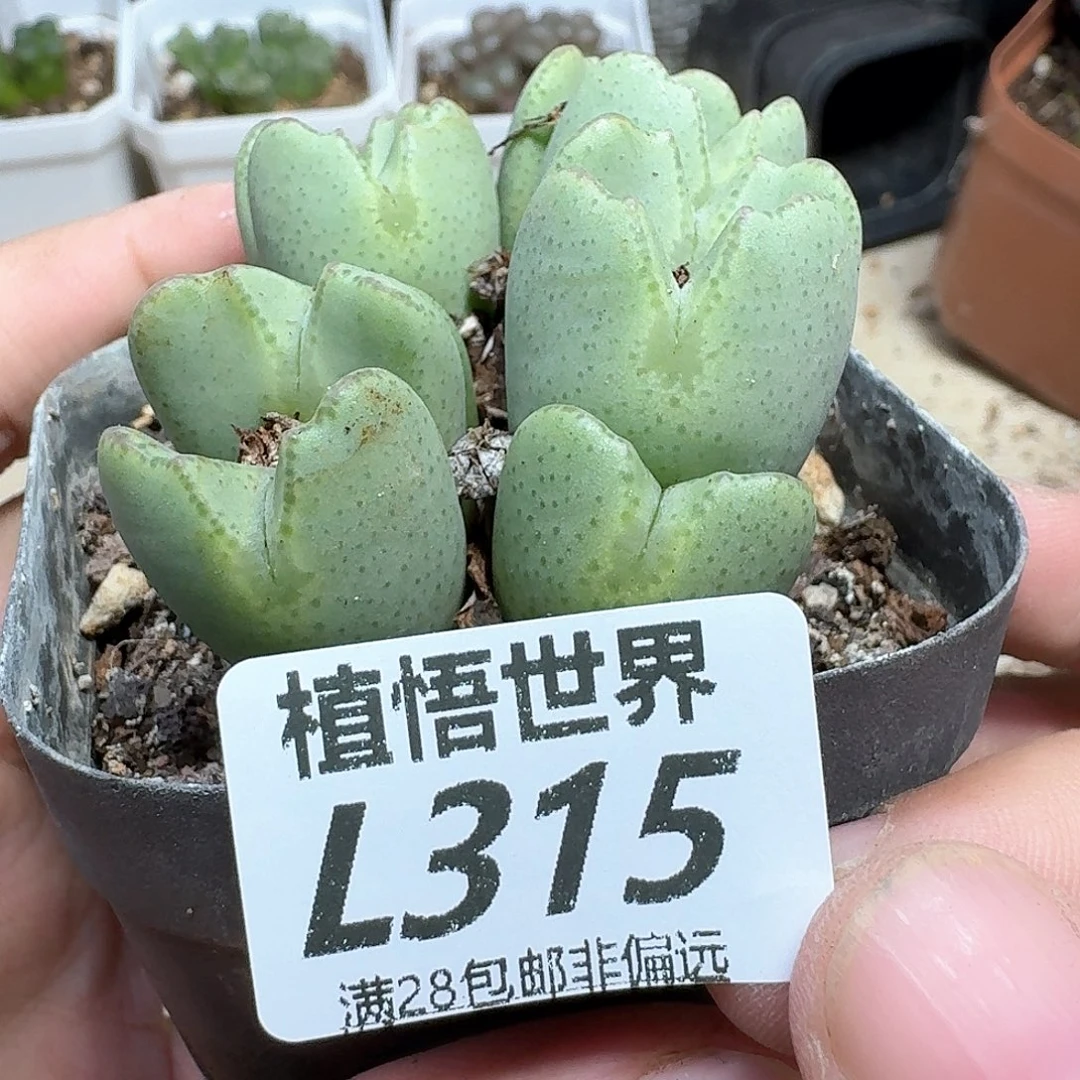 多肉植物的的润泽和
