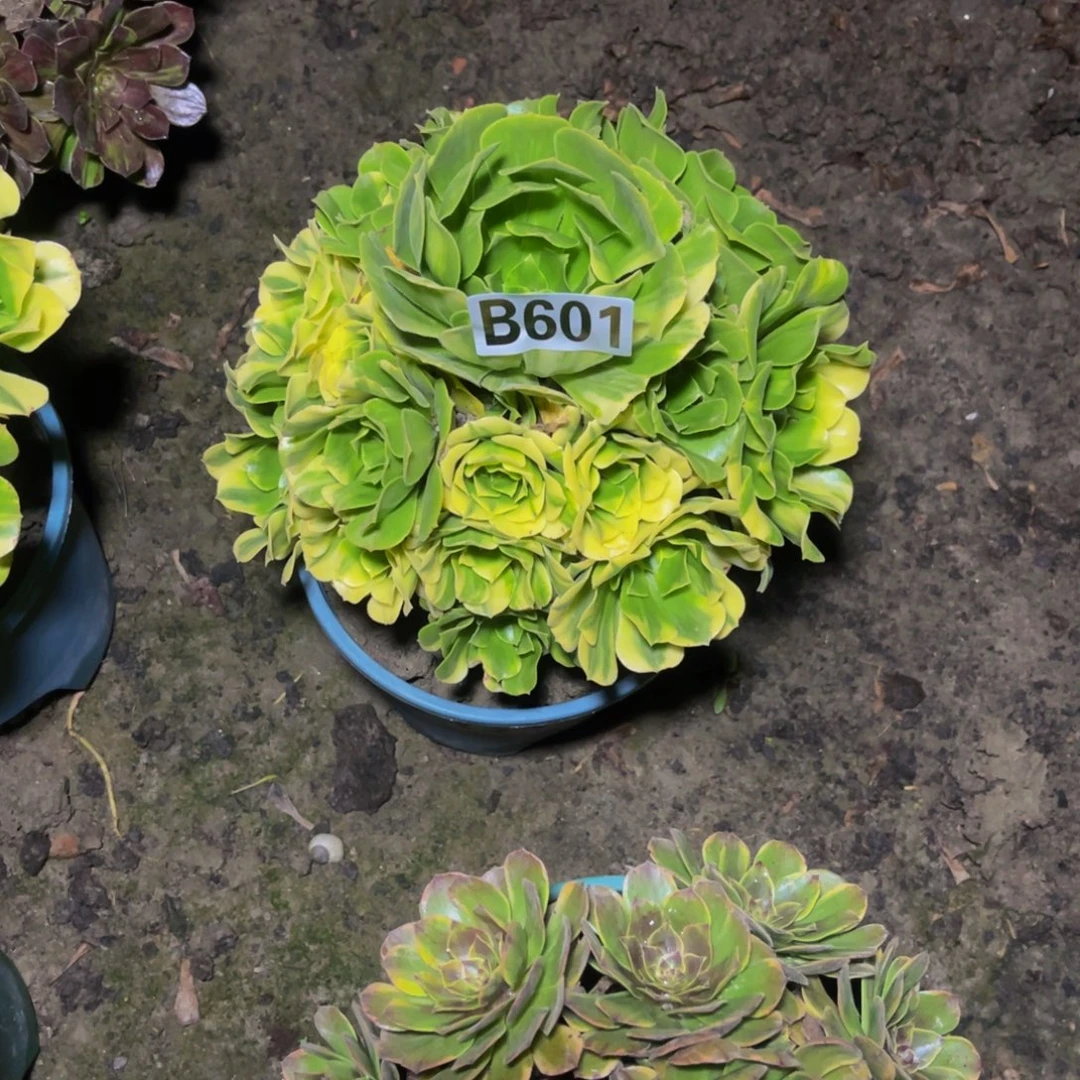 五色琉璃26/////27包邮