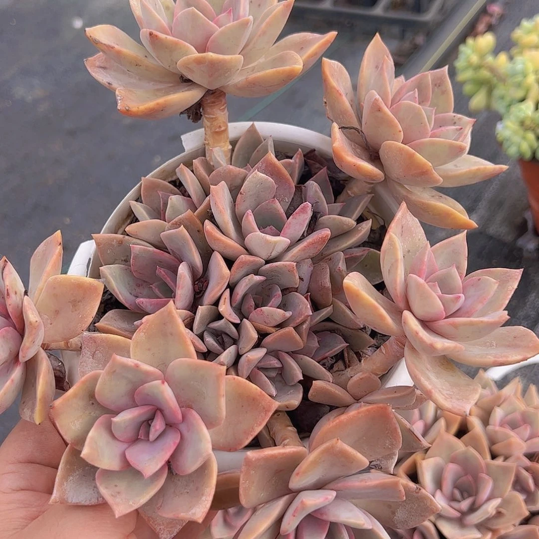 中国初恋整桩整群