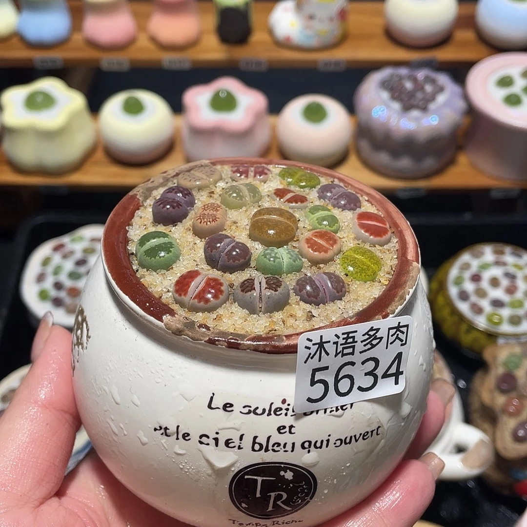 带盆土植物 一物一拍5634