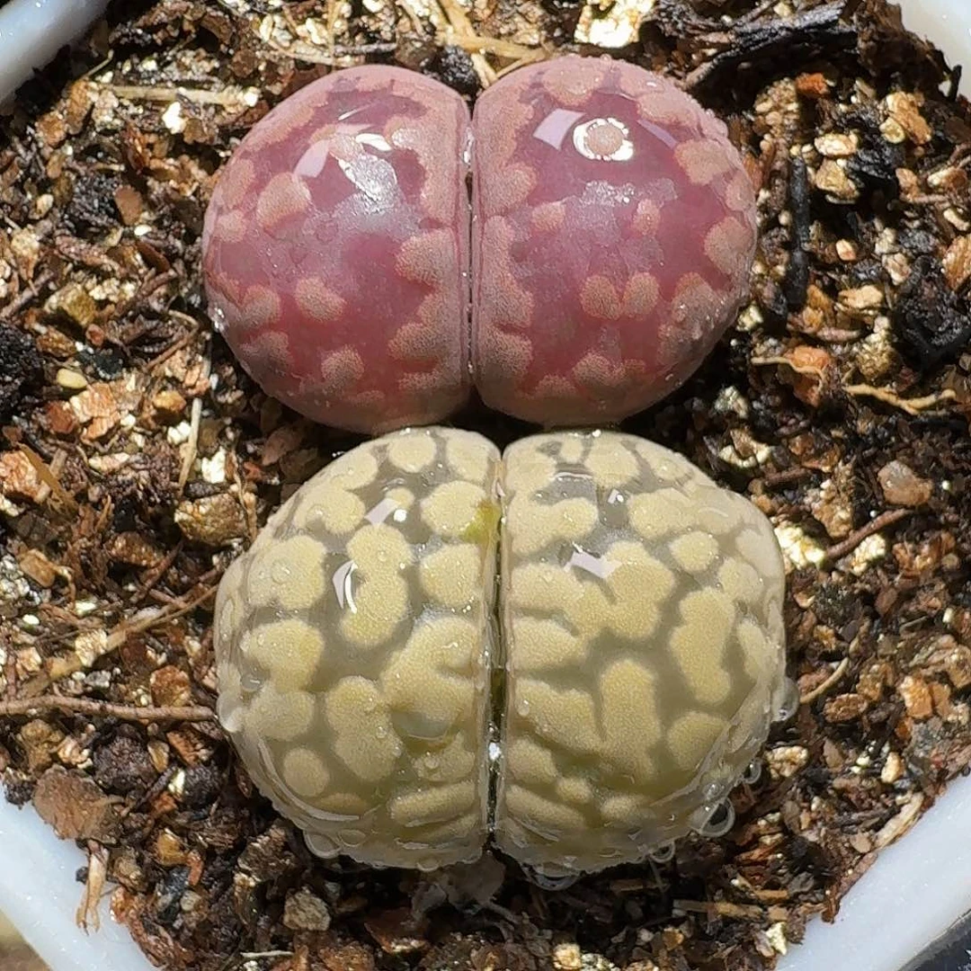 生石花等111111。  98