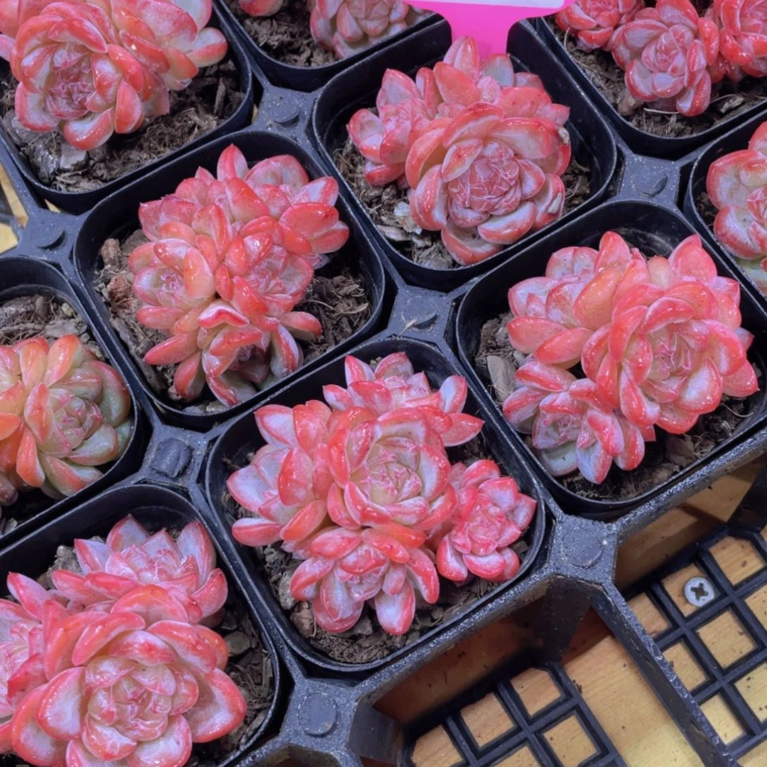 848号 糖心星星珍妮多头群一个