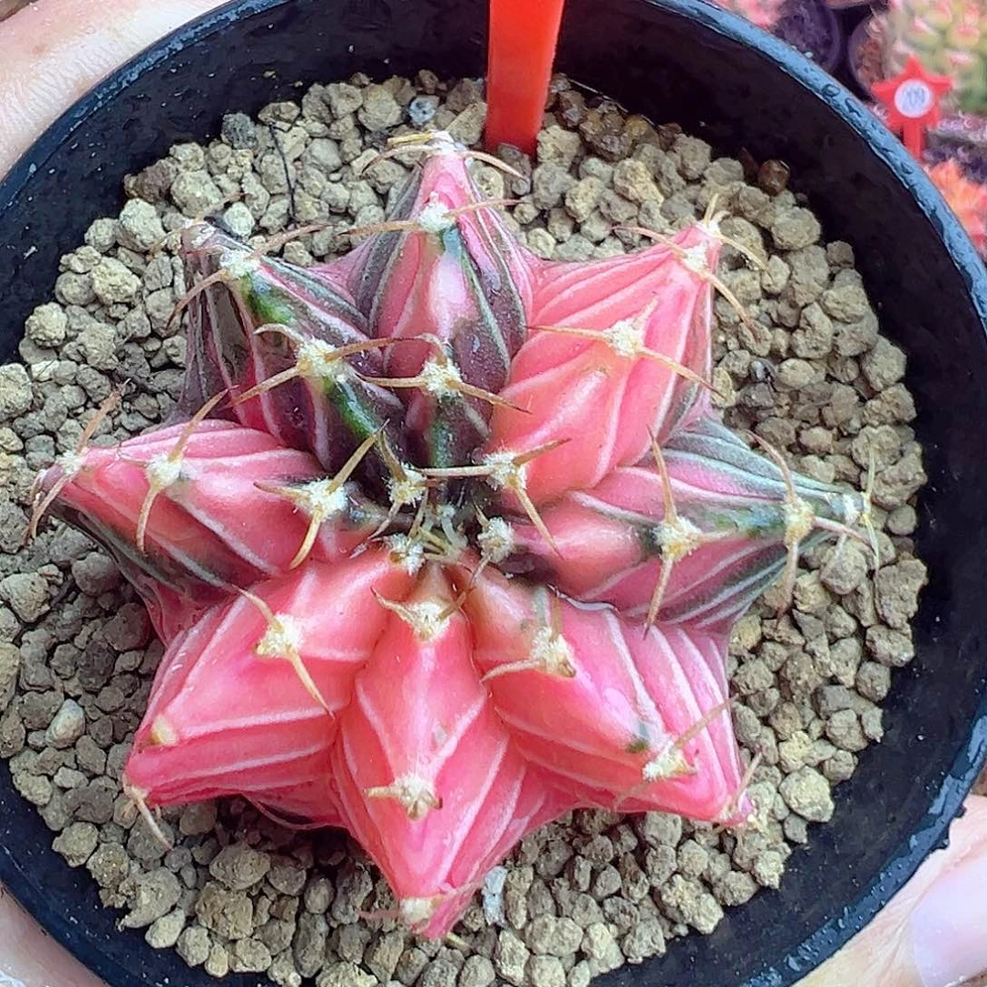 1-163肋骨锦带盆土发货5厘米