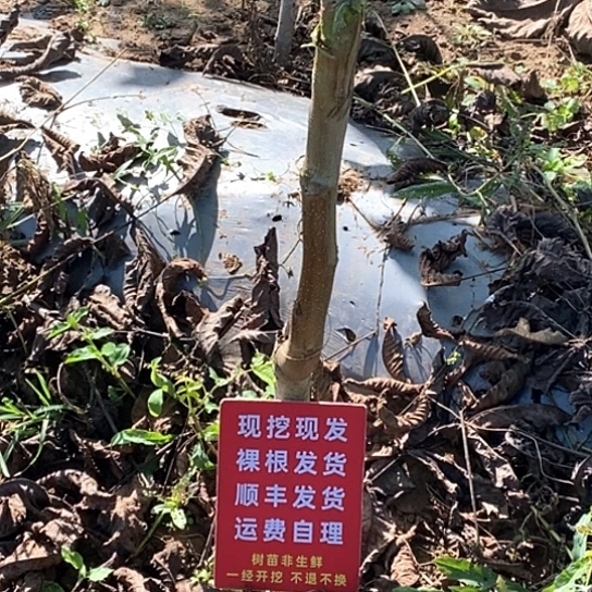 手***3文玩核桃吊坠血麒麟