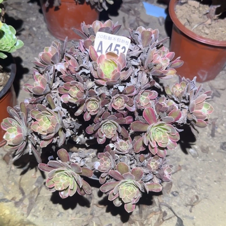 金丝缕……多肉植物的