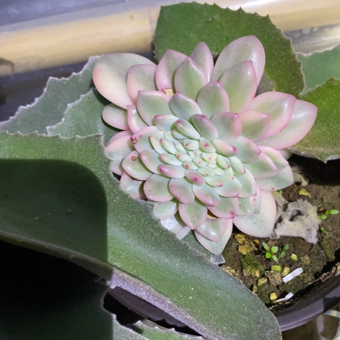 当前无花栽培后可以开花爱丽儿锦