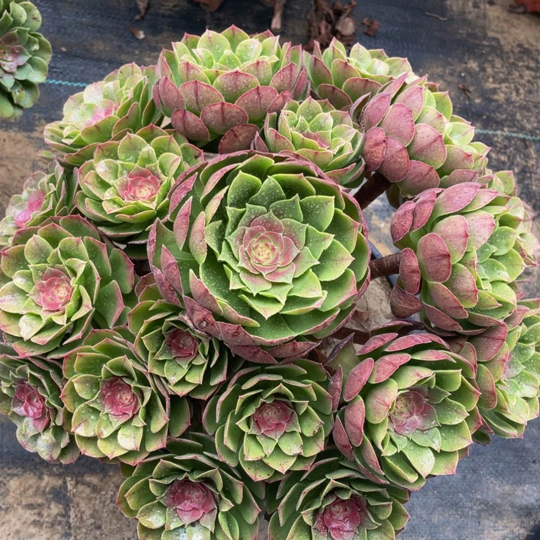 620红心万精品法师多肉