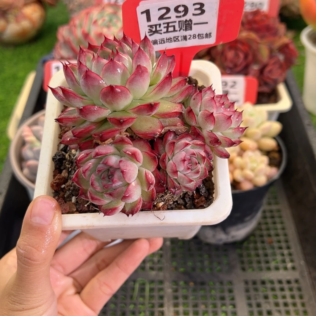 表妹精品多肉1293: