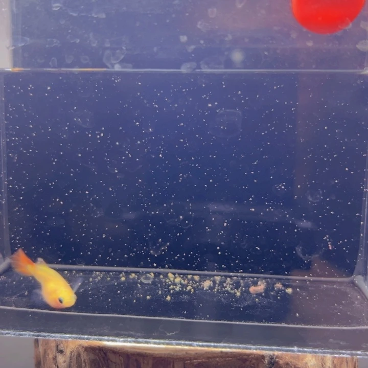 孔雀鱼玻璃猫孔雀鱼19