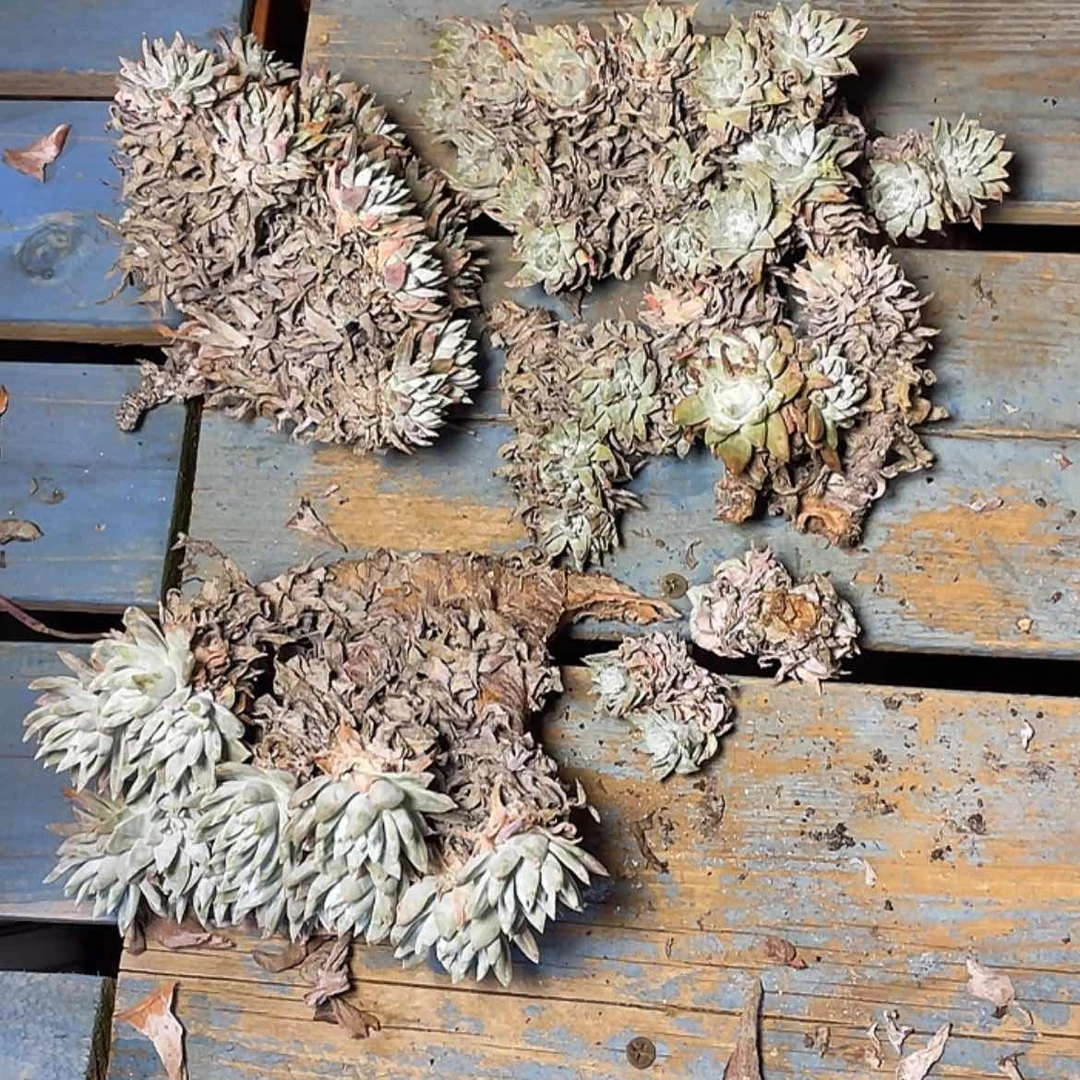 【闪购商品】兜***糖瑕疵特价不售后