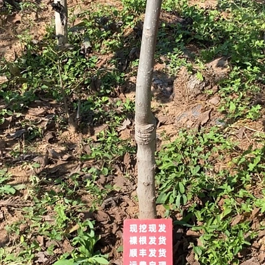 深***1吊坠文玩核桃大三棱