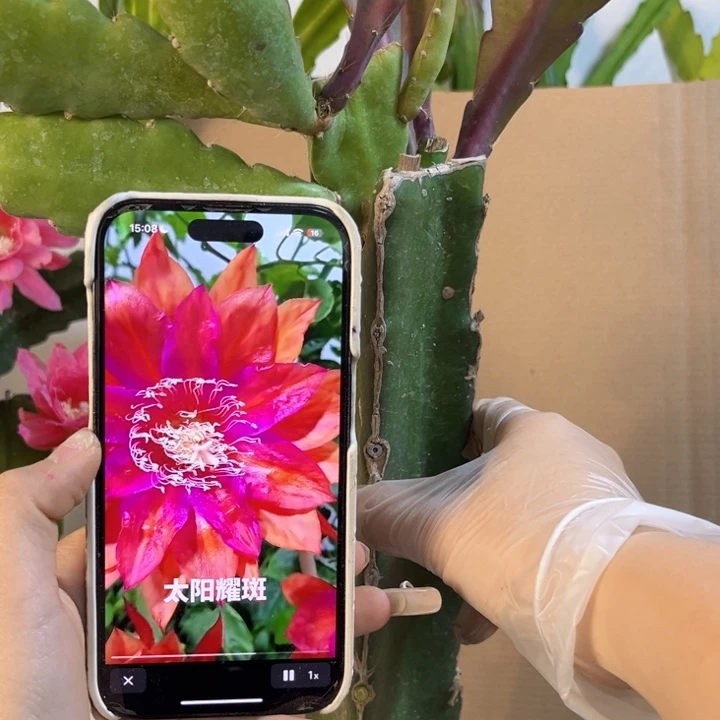 当前无花栽培后可以开花583