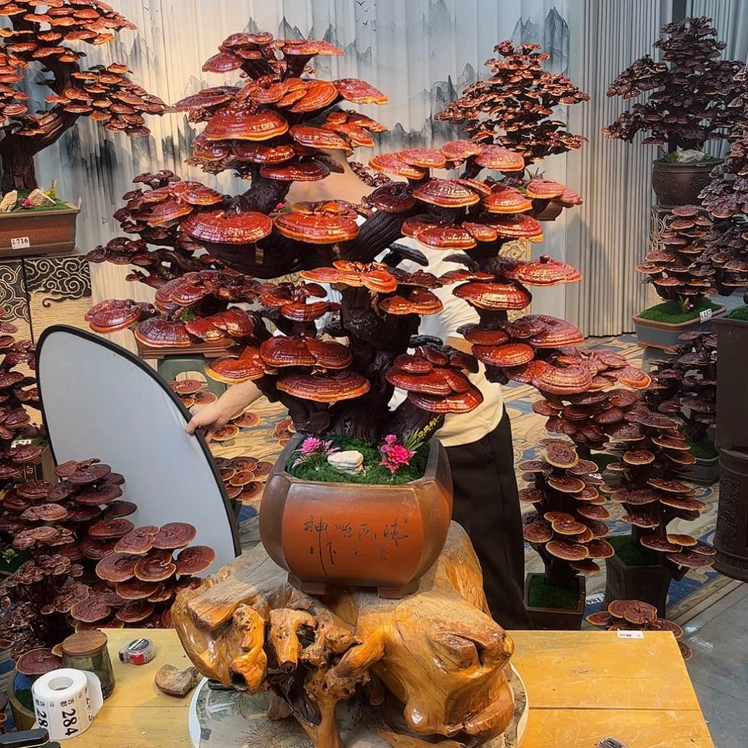 无花朵888888888888